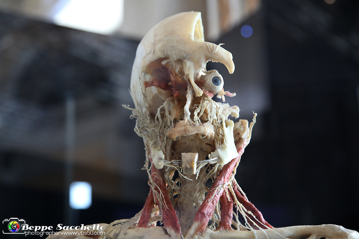 VBS_2962 - Sistema nervoso - Mostra Body Worlds.jpg